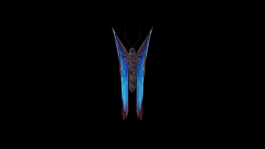 Blue Exotic Butterfly. 3D animation of a blue and black butterfly with a top view. Looped video with alpha channel.