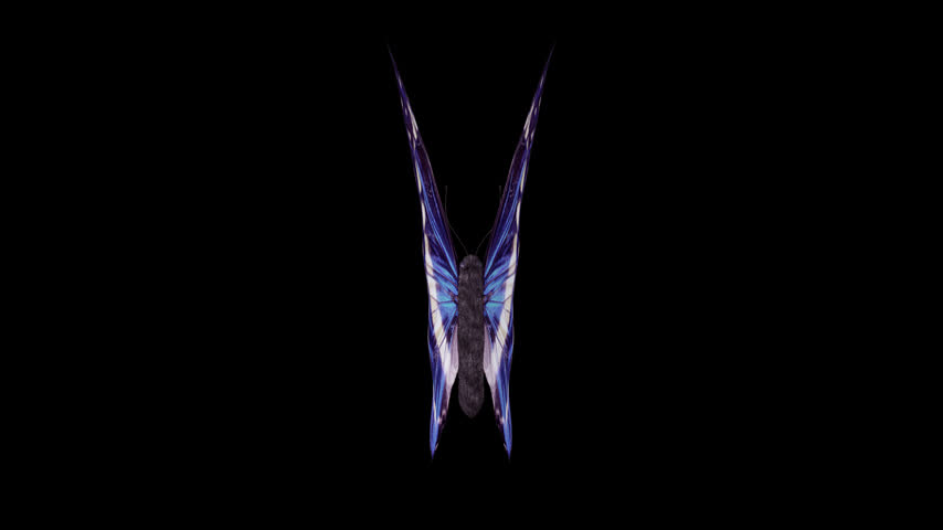 Blue Fairy Butterfly. 3D animation of a blue and white butterfly with a top view. Looped video with alpha channel.