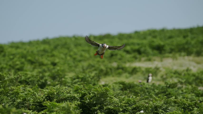 Slow Motion Puffin Flying and Landing on the Ground at its Burrow, Atlantic Puffin In Flight in Slow Motion on Skomer Island