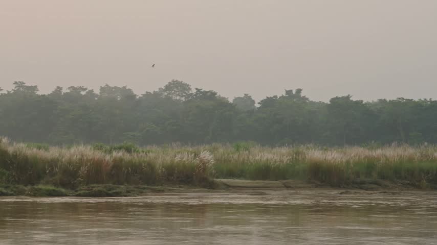 Sunset Birds Flying over Chitwan River, Common Cattle Egret Birds in Flight at Sunset in Chitwan National Park, Birdlife and Birds of Nepal