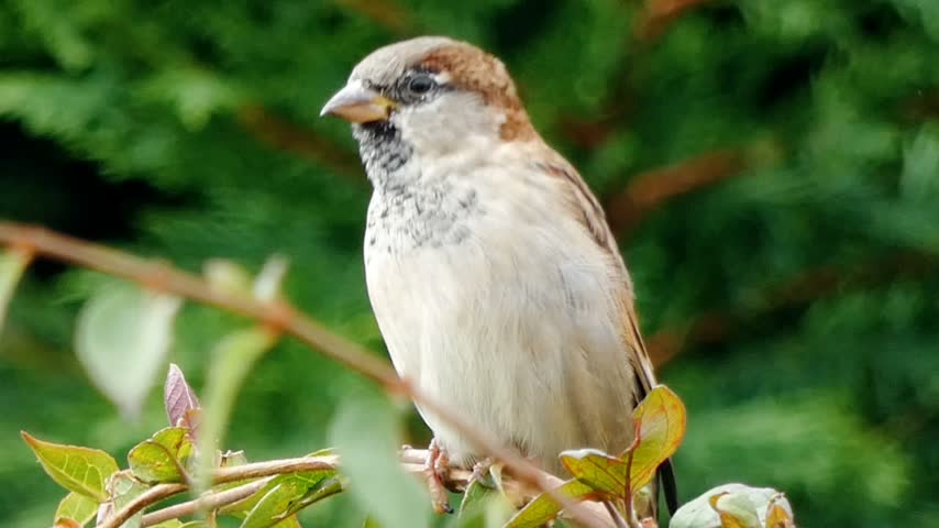 A male house sparrow (passer domesticus) in a suburban garden. He has a distinctive grey cap, black bib, chestnut-brown markings behind the eyes, and streaky brown and grey plumage with white wingbars.
