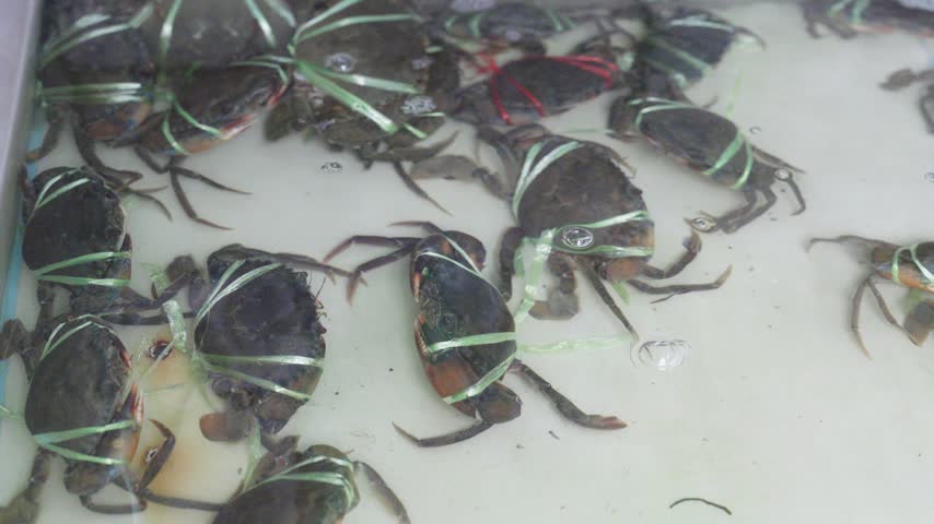 Fresh live crabs tied with green plastic ribbons in a shallow water tank at a seafood market. Dark mud crabs submerged in clear water ready for cooking or sale in a wet market environment.