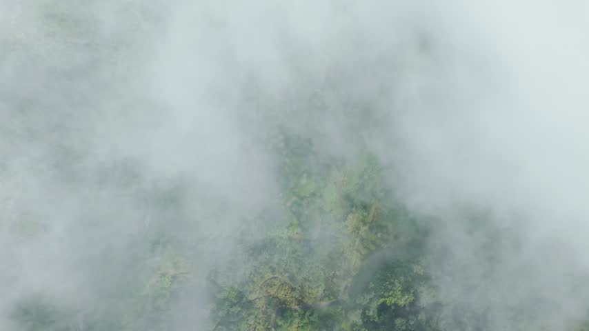 Aerial view of dense green tropical forest on a hillside partly covered by soft morning fog, creating a calm natural landscape.