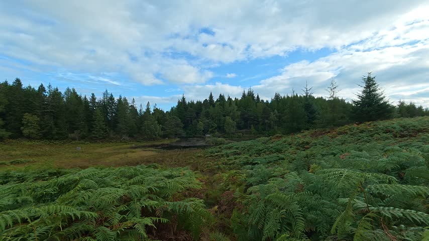 Scotland – October 2, 2026: An expansive panoramic view capturing the rugged hillside terrain, rolling uplands, and native woodlands of Perthshire in the Scottish Highlands. The natural rural landscape features dense clusters of purple and green heather, scattered pine and deciduous trees, exposed rock outcrops, and sloping grassy ground surfaces extending toward distant valleys under an open daytime sky.