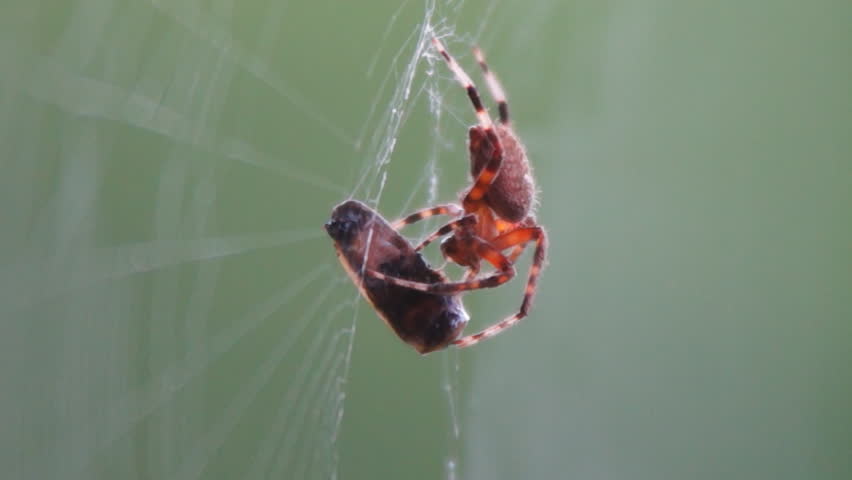 Spider Web, Spider eating a Lightning Bug.