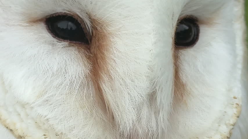 Barn owl face turning head and closing eyes extreme close up view of bird of prey UK 4K