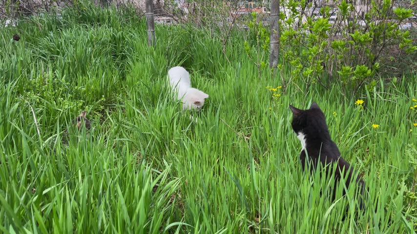 Three street cats playing in high green grass: grey cat is hiding in ambush and watching, while black and white cat suddenly jumps towards white cat like catching prey