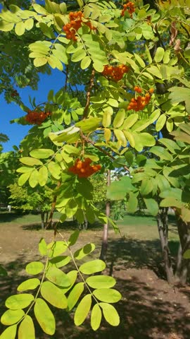 Vibrant red rowan berry clusters and green leaves swaying gently against a clear blue sky, capturing early autumn nature