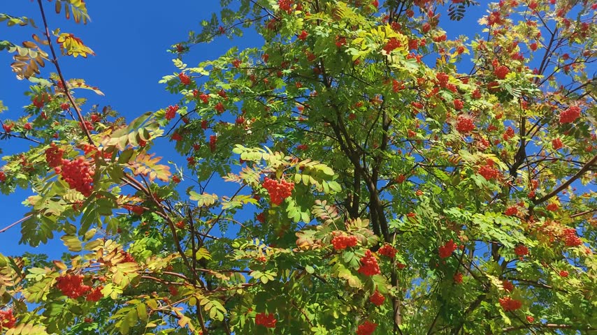 Vibrant red rowan berry clusters and green leaves swaying gently against a clear blue sky, capturing early autumn nature