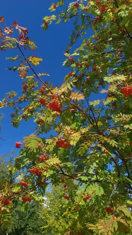 Vibrant red rowan berry clusters and green leaves swaying gently against a clear blue sky, capturing early autumn nature