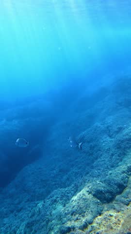 Fish swimming over rocky seabed with sun rays. Oblada melanura, saddled seabream.
