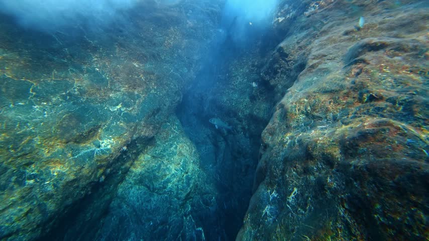 Fish swimming in a sunlit underwater rock crevice.