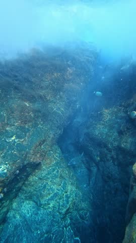 Fish swimming in a sunlit underwater rock crevice.