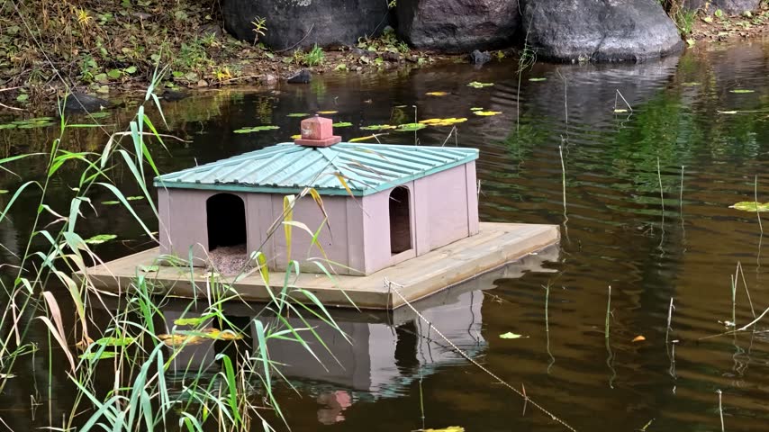 A small bird house sits on a lily pad in the middle of a serene pond, surrounded by water lilies and greenery.