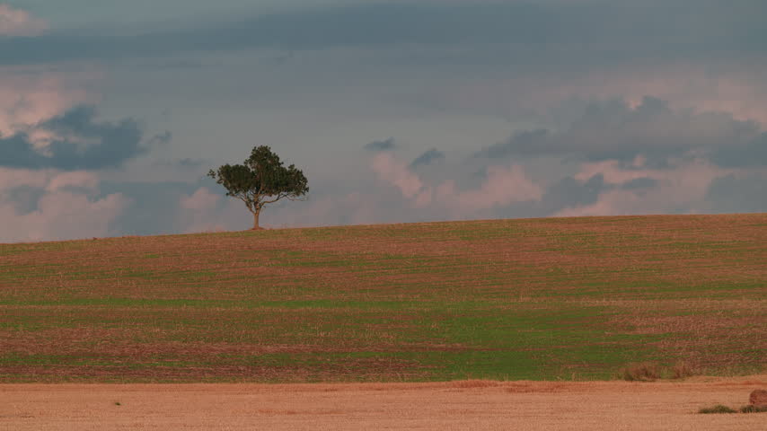 A solitary tree stands on a grassy hilltop above rolling farmland beneath a moody, cloud-streaked sky. Warm evening light catches the crest of the field as clouds drift overhead.