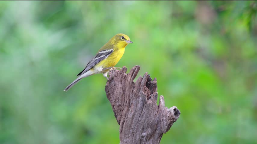 A female Pine warbler (Setophaga pinus) perches atop a dry weathered tree stump, handling and swallowing a small caterpillar insect. Set against a lush green background, the footage captures wild bird foraging