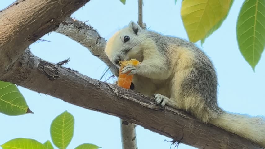 Close up of a cute wild squirrel sitting on a tree branch eating an orange fruit against a clear blue sky
