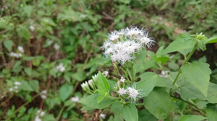 White Wildflower Blooming in Green Nature Forest Close Up