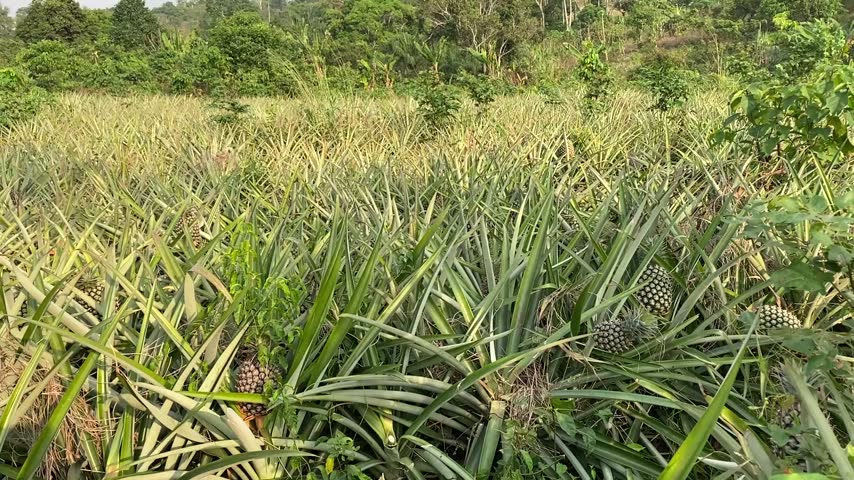 A pineapple farm with mature fruits 