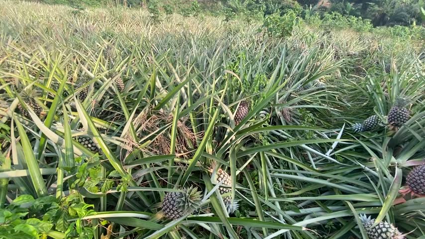 A pineapple farm with mature fruits 