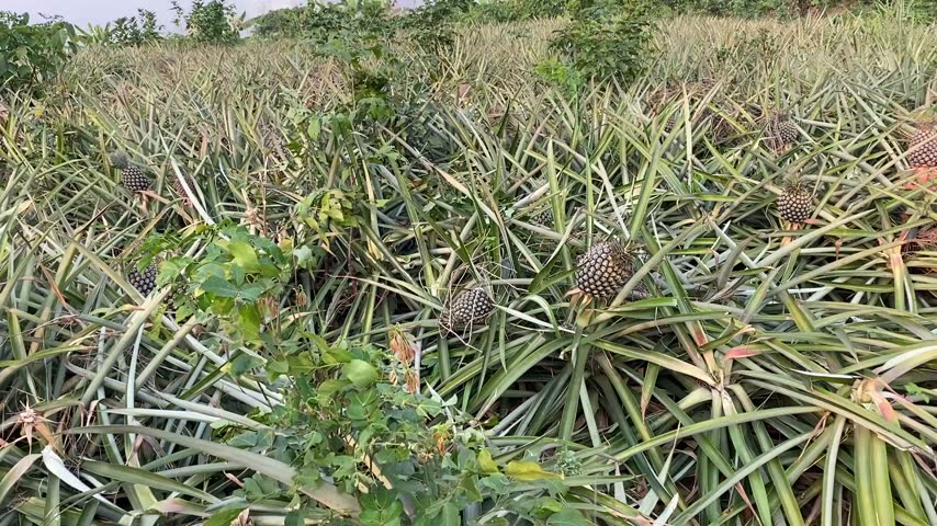 A pineapple farm with mature fruits 