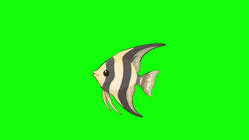 Angelfish animated swimming gently moving fins underwater 4k green screen background