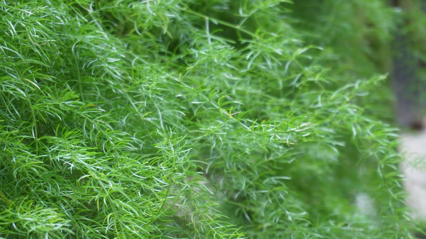 Asparagus fern with delicate feathery green foliage