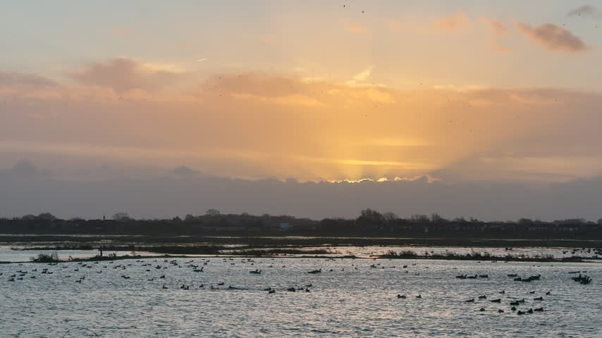 Winter landscape birds flying as geese fly in the morning sky over water and land in nature reserve with ducks and wading UK 4K