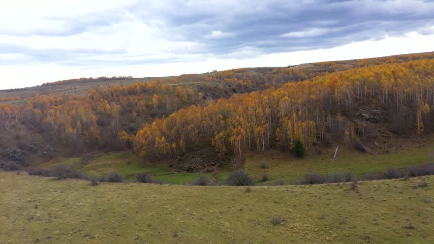 Aerial view of autumn forest canopy
