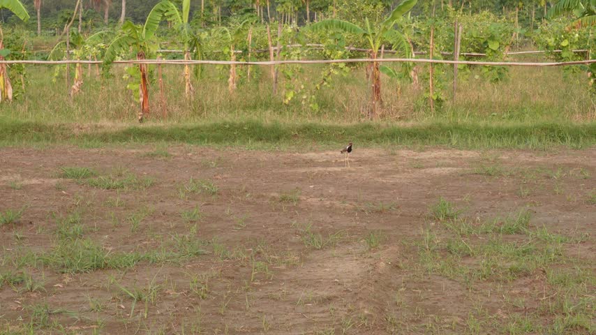 Open Rural Dirt and Grass Field with Small Bird in the Distance