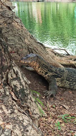 Large lizard rests beside lakeside tree roots in calm habitat. Reptile lies against rough bark near green water, holding still with alert eyes while natural setting frames its patterned body.