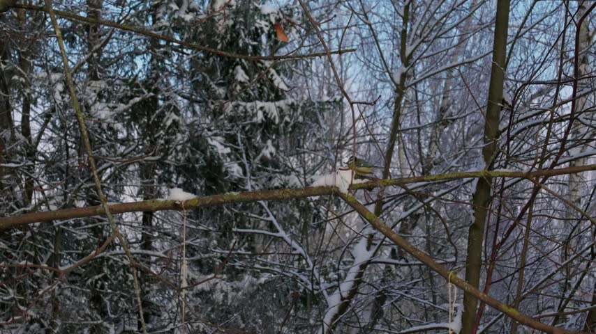Eurasian blue tit perched on a branch surrounded by deep snow in winter. Close-up shot of a small songbird in a snowy forest during daytime.