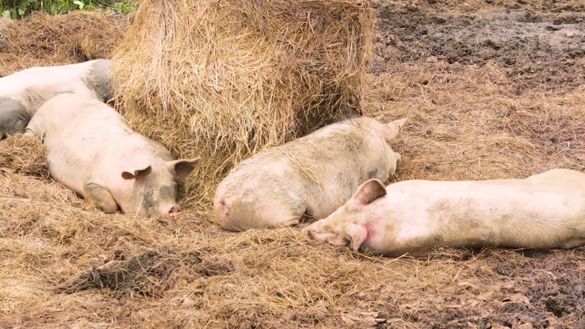 Pigs Sleeping and Resting in Straw by Hay Bale on Farm