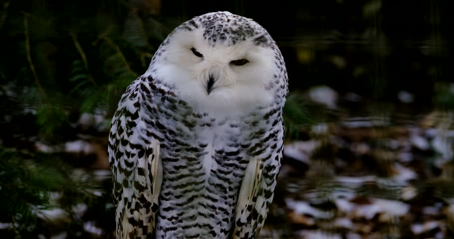 Snowy Owl Perched in Winter Habitat – Wild Bird.