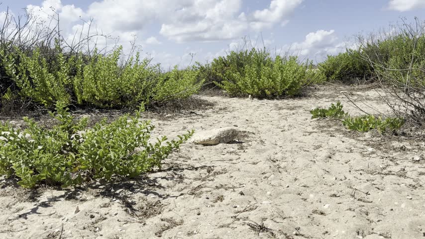 Dor Beach, Israel. View of sandy dunes covered with succulents overlooking the Mediterranean Sea.