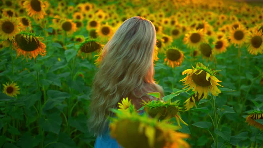 Golden sunflowers stretch far under warm sunset light. Young woman walks through tall sunflower rows, her blonde hair blowing gently. She smiles softly, eyes meeting the camera with calm joy