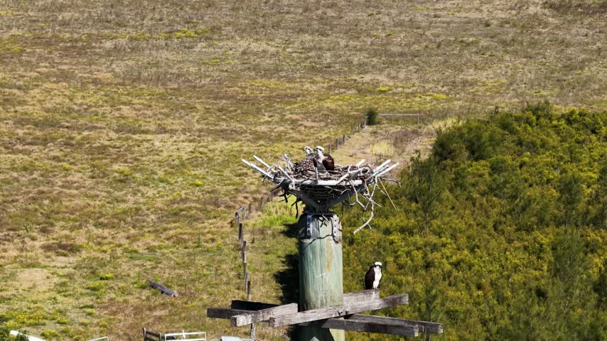 Aerial video shows ospreys at their nest on a raised platform in Maclean, New South Wales.