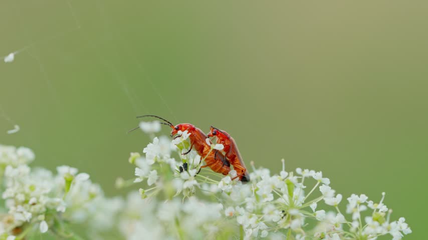 Mating common red soldier beetles Rhagonycha fulva on an umbel flower. Macro view of mating insects with a soft, blurred background.