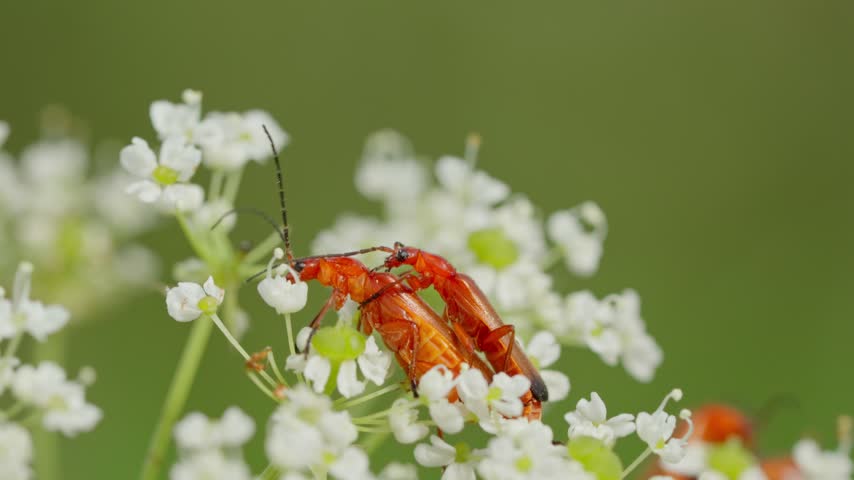 Mating common red soldier beetles Rhagonycha fulva on an umbel flower. Macro view of mating insects with a soft, blurred background.