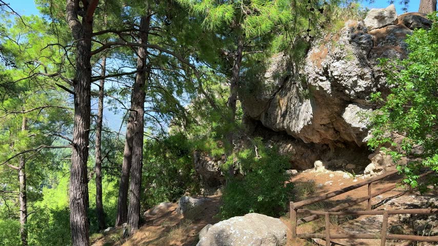 Scenic view of a vibrant forest with tall pine trees and rocky ground, revealing a glimpse of mountains and blue sky beyond the foliage