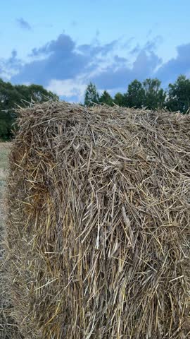 Hay bales positioned in a field, highlighting the straw texture and surrounding landscape under a cloudy sky with trees in the background