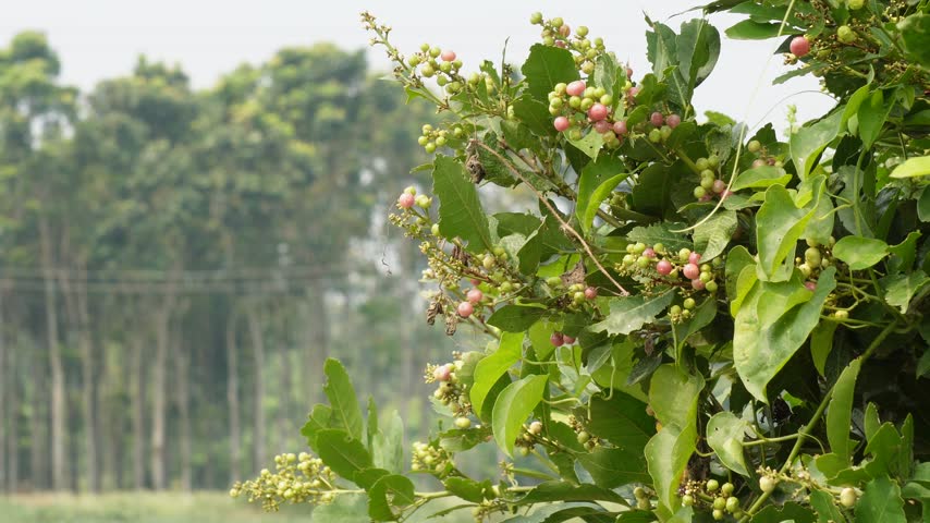 Orange berry fruit growing on tropical shrub