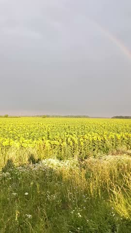 A full rainbow arches over a vast sunflower field beneath a dark post-rain sky. Vertical footage follows the rainbow across the distant countryside horizon