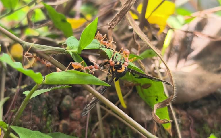 Ants Attacking a Butterfly on a Plant