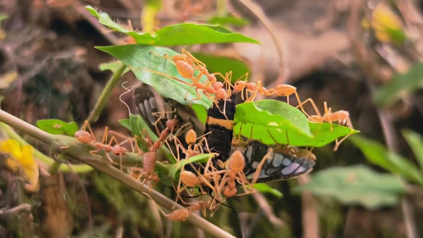 Ants Attacking a Butterfly on a Plant