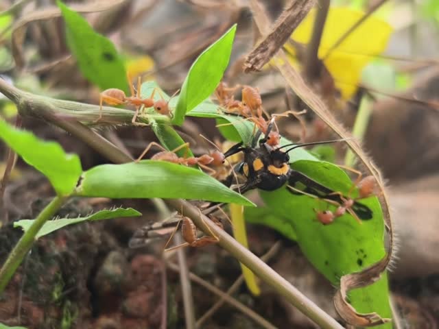 Ants Attacking a Butterfly on a Plant