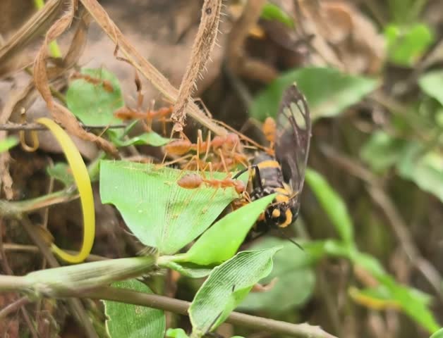 Ants Attacking a Butterfly on a Plant