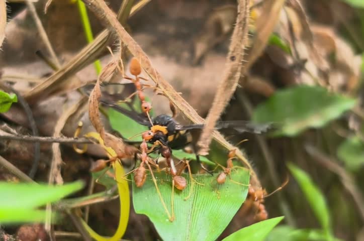 Ants Attacking a Butterfly on a Plant