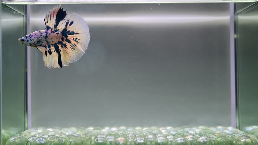 Betta fish male fancy blue marble halfmoon long tail from Thailand, Siamese fighting fish on isolated grey background.