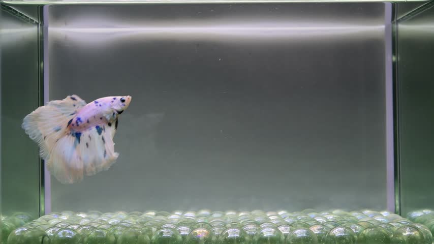 Betta fish male fancy blue marble halfmoon long tail from Thailand, Siamese fighting fish on isolated grey background.